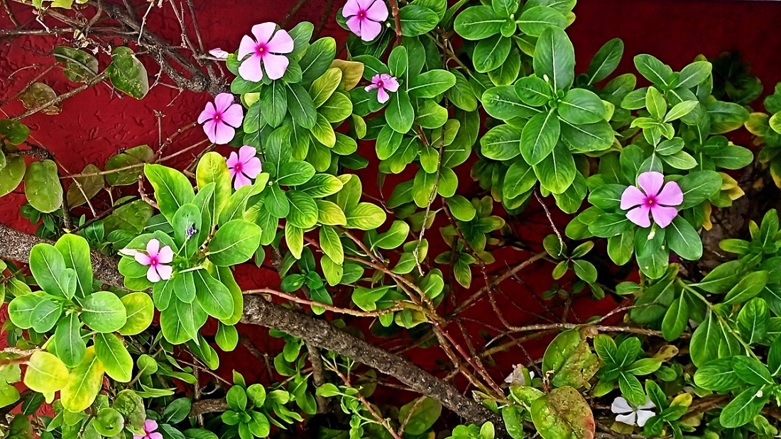 The Madagascar Periwinkle