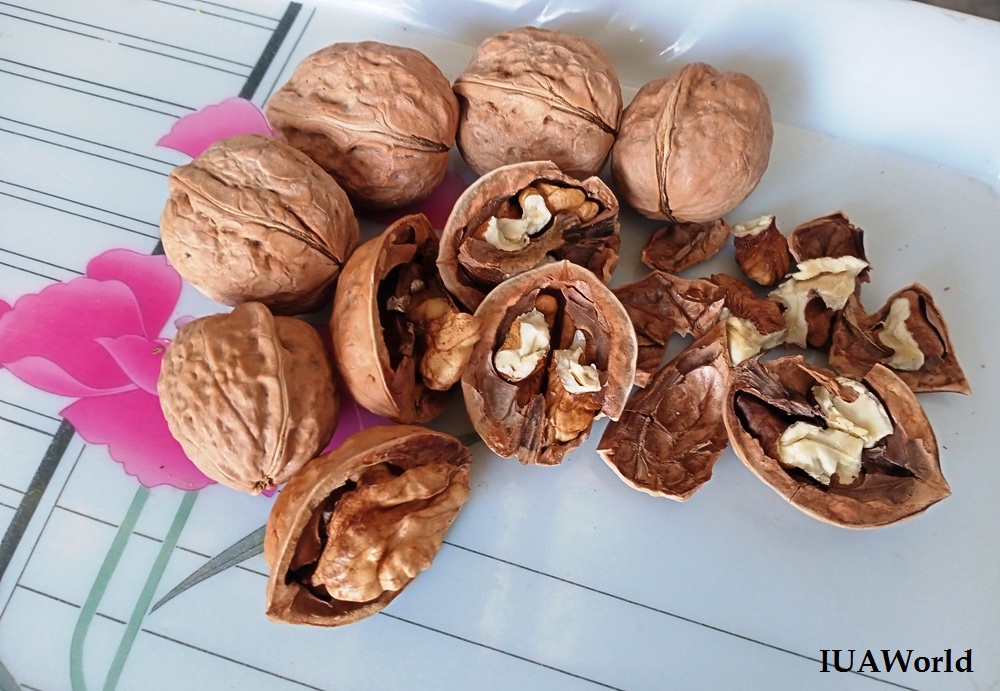 Dates are sweet fruits 
