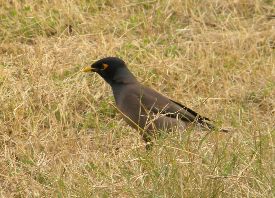  The Common Myna is a bold, adaptable bird