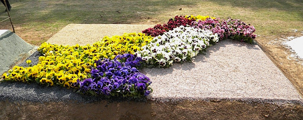 Map of Pansies Flowers