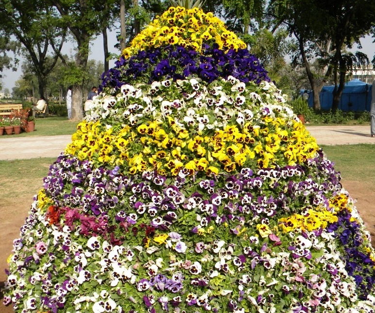 Pansies are beautiful flower