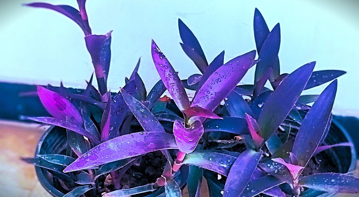 Purple Heart is a beautiful perennial  Plant