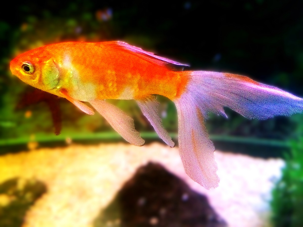 Goldfish