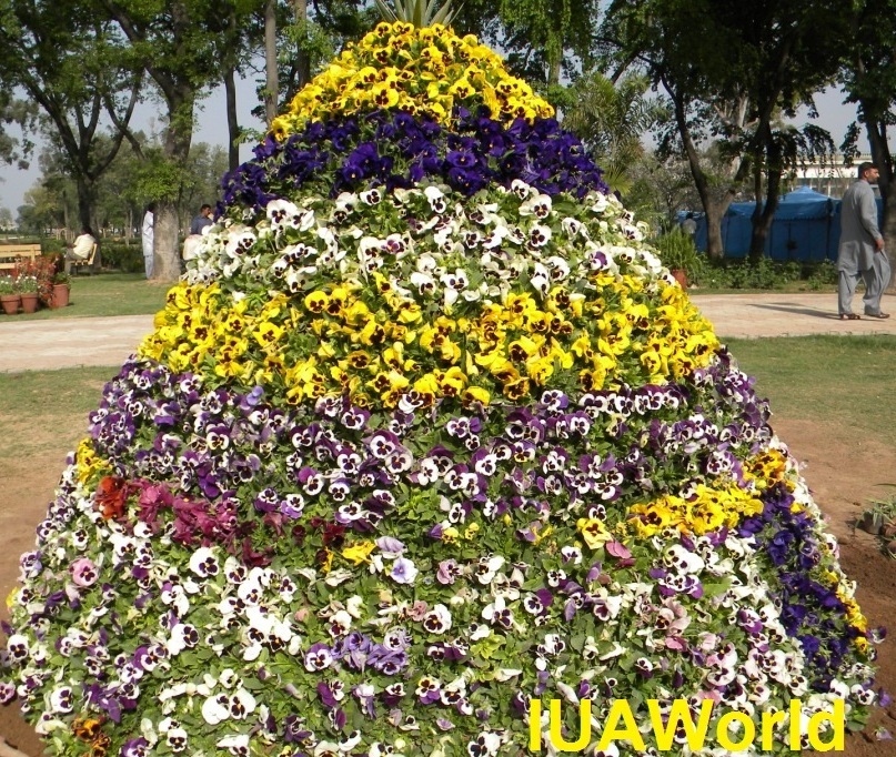Pansy Flowers
