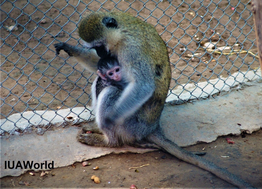 vervet monky
